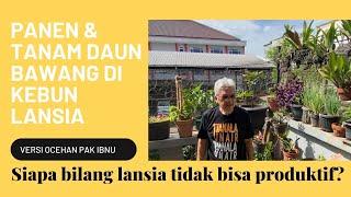 PANEN DAUN BAWANG &  KEMBANGBIAKKAN DI KEBUN LANSIA LAHAN TERBATAS #URBANFARM