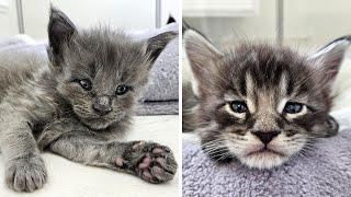 Maine Coon Kittens - 4 Weeks Old!