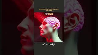 Understanding the Sympathetic and Parasympathetic Nervous Systems | Insights from Laura Larios