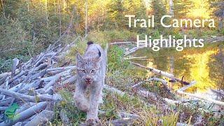 Trail camera highlights from the Voyageurs Wolf Project