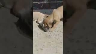 two baby dog Ko dekha hai