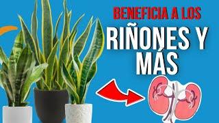  BENEFICIOS y PODERES MEDICINALES de la LENGUA DE SUEGRA 