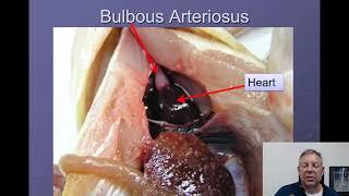 Ichthyology Lecture 04 - Internal Anatomy