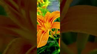 Hemerocallis Orange Daylily  Лилейник Красоднев #hemerocallis  #лилейник #Orangedaylily #flowers