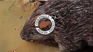 Cornwall Beaver Project: The story so far