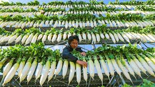 White Radish Harvesting Process | How to Grow Japanese Radish | Modern Radish Harvesting Machine