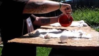 EGG TANNING A RABBIT HIDE (NO DRUMS)