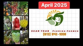 Cập nhật vườn cây giống Sean Tran Florida Tháng Tư 2025