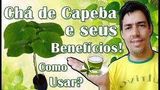 Chá de Capeba e seus benefícios! Como fazer e usar?