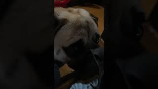 #shortvideo Спасибо что живой #pug #shortsvideo #мопс #puglife #dog #swift #shorts #short #funny