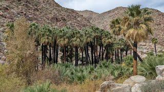 Borrego Palm Canyon Trail Hike - Anza Borrego Desert State Park