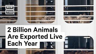 The Grim Reality of Live Animal Exports