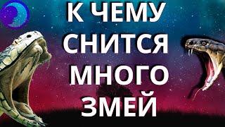 К чему снится много змей? Много змей во сне  Сонник  Толкование снов 