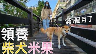 領養柴犬米果妹妹滿一個月了會後悔嗎⁉️記錄米果的一日生活｜芒果這一家