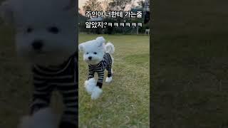 주인이 부르면 오는 강아지 ㅋㅋㅋㅋㅋ 사실 뻥 ~~~~간식이 최고야 #강아지브이로그 #강아지일상 #강아지먹방 #뛰뛰 #asmr #달려라해피