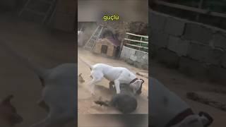 İşte Dogo Argentino'nun Neden En Tehlikeli Köpek Olarak Kabul Edildiği