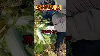 못산다 이래갖고~#배추