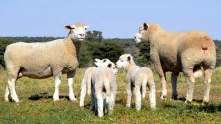 Île-de-France Sheep | Adaptable Triple Purpose