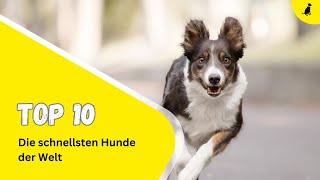 Die 10 schnellsten Hunderassen der Welt ⎮DieHundezeitung