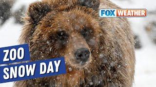 Animals at Brookfield Zoo Chicago play in the snow