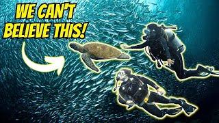 Why You NEED To Go To MOALBOAL,CEBU.... DIVING WITH MILLIONS OF SARDINES.... AND A TURTLE!