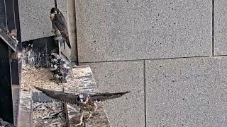 Falcon chick enjoying running on ledge | 367 Collins Falcons | Nov 8, 2024