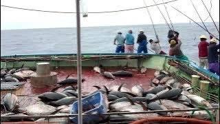 The attack of large tuna fish is very amazing in the seas of Japan