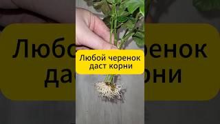 Любой черенок даст корни #дача #огород #сад #черенки #черенкование #лайфхак