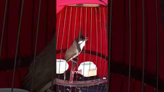 Bird Singing chàomàohót #นกกรงหัวจุก #birds