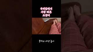 #길고양이 #개냥이 #서강대메리홀 #뭉치와숭이 #뭉숭이네 #서강대고양이 #서강대메리홀고양이