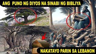 ANG PUNO NG LEBANON DIOS PALA ANG MAY ARI AYON SA BIBLIA