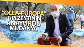 Mudanya'nın Geleneksel Zeytin Yetiştiriciliği Unesco'ya Aday