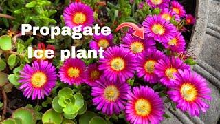 Easily Propagate Ice Plant (Delosperma)