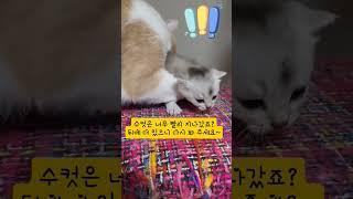 아기고양이 암수구분 쉽게 하는 법을 알려드립니다~모니산이네 3남2녀분들이 수고해 주셨습니당~