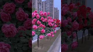 Natural Original Japan Rose Cultivation. #japanese #rosegarden #roseflowers #beautiful #viral