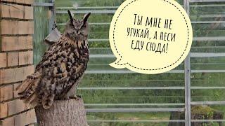 The owls have started the rainy season. Yoll the owl is in no hurry to get wet in the rain