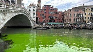 The waters of the Grand Canal in Venice turn bright green