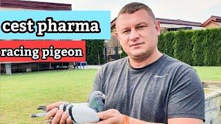 Cest Pharma Racing Pigeon: Best Racing Pigeon Shots .