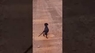 Have you seen a happier dog  than this?