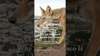 Why San Francisco Is Divided Over Coyotes