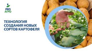 Технология создания новых сортов картофеля.