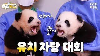 Twin baby pandas showing off their baby teeth while chit chatting :) | Baobao EP.12 Ruibao&Huibao