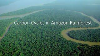 Carbon Cycle in Amazon Rainforest (A-Level Geography)