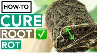 How to Get Rid of Root Rot with Household Items | Houseplant How-to Ep. 10