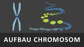 Aufbau Chromosomen | Chromatin | Spiralisierung der DNA einfach erklärt | Verpackung der DNA