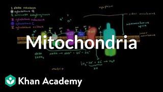 Mitochondria | Cells | MCAT | Khan Academy