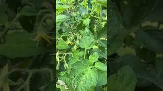 Daddy’s garden update 6/26/2021