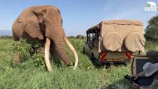 Adine's Close-Up Encounter with the Super Tusker Elephant, Craig in Kenya