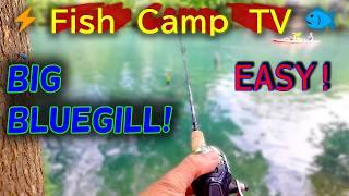  Simple way to catch LOADS of Bluegill  [2x EASY] #bluegill #fishcamptv