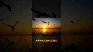 Mind Blowing Facts About Earth #facts #science #knowledge #history